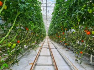 Ce este energia solară în agricultură?